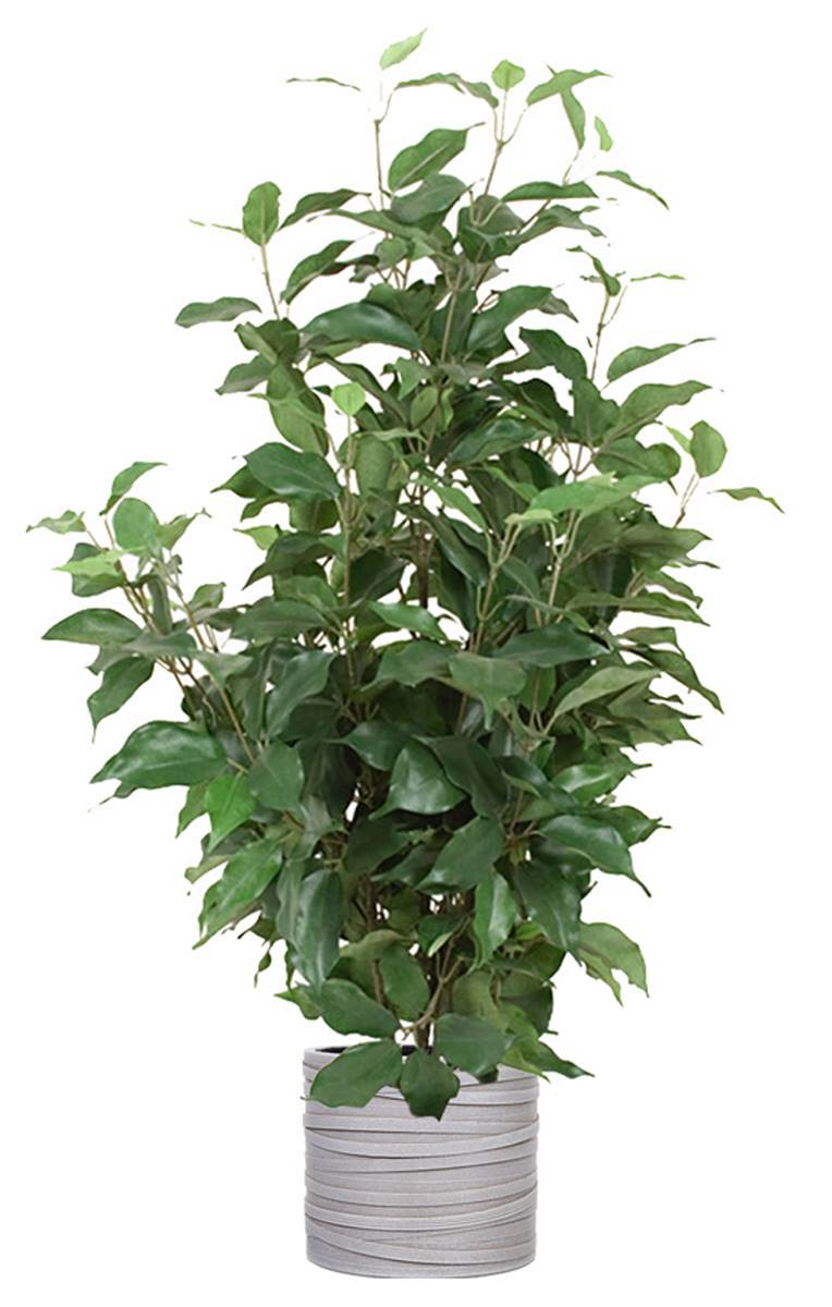Artificielles - Ficus Benjamina artificiel en pot, H 80 cm, D 43 cm - Imagen 2