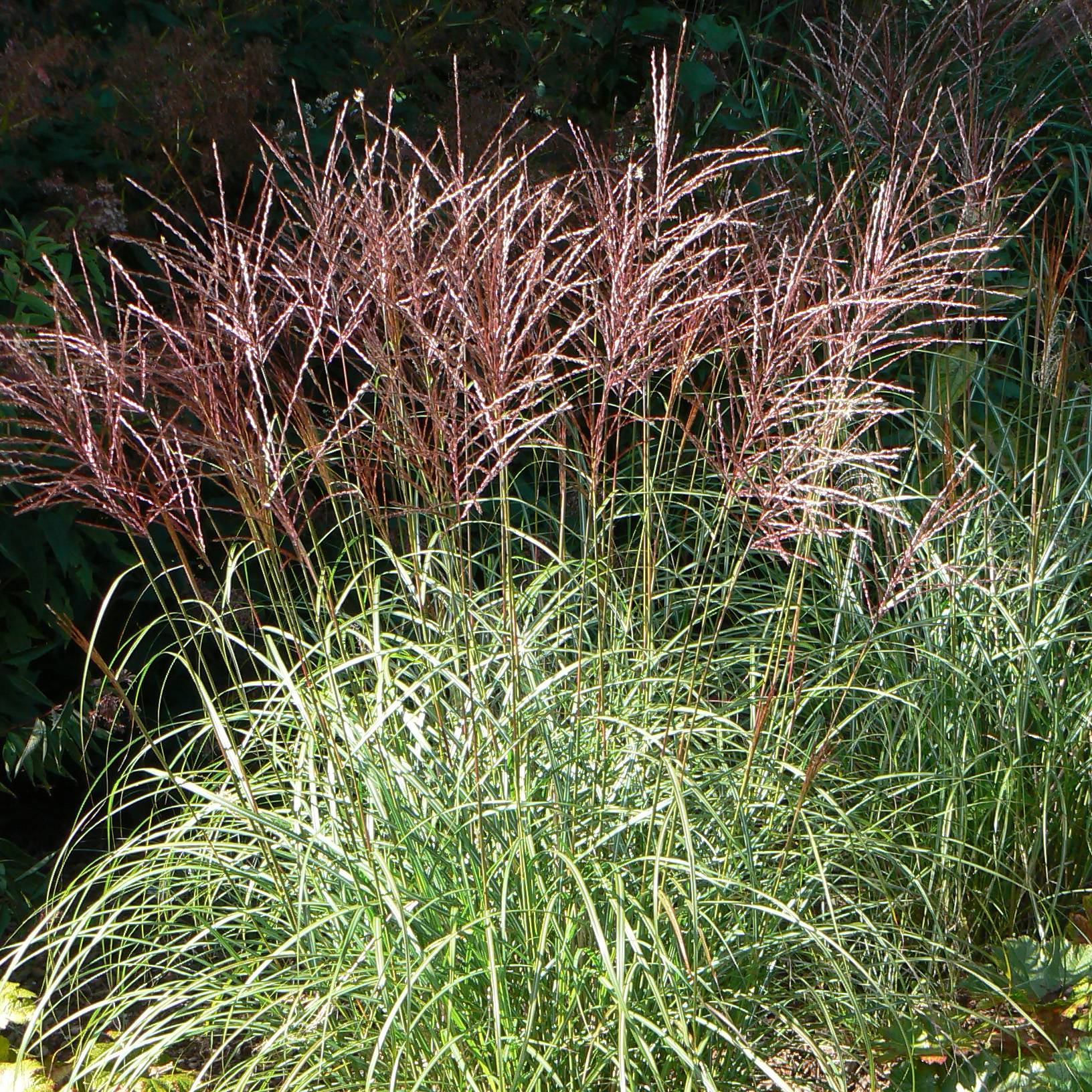 Promesse de Fleurs - Miscanthus sinensis Ferner Osten - Roseau de Chine Godet de 8/9 cm