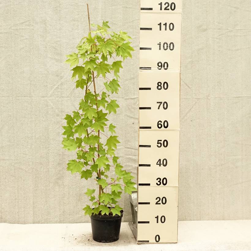 Acer cappadocicum Rubrum - Érable de Colchide rouge Pot de 3L/4L - Image 2
