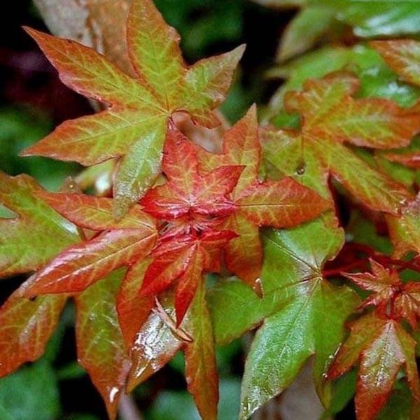 Acer cappadocicum Rubrum - Érable de Colchide rouge Pot de 3L/4L - Image 1