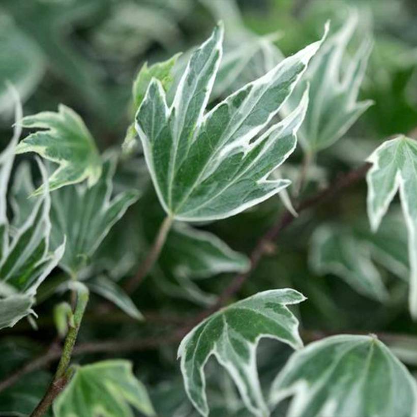 Promesse de Fleurs - Lierre d'ornement - Hedera helix White Ripple Pot de 1,5L/2L