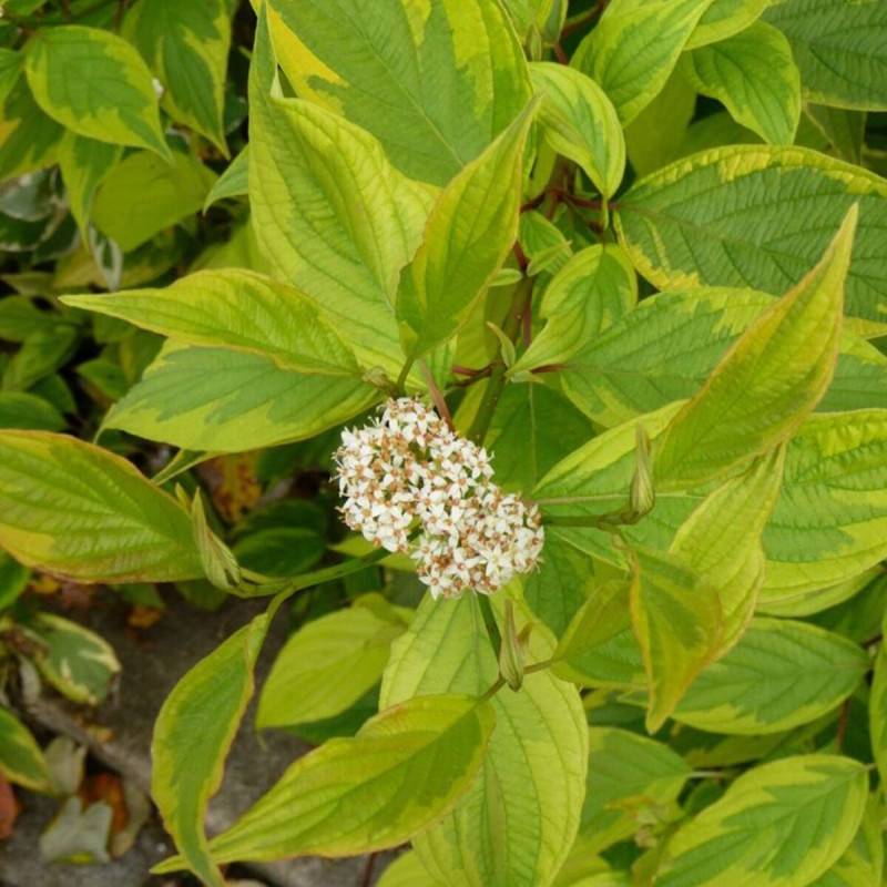 Cornouiller blanc Gauchaultii, Cornus à fleurs Blanche - feuillage Caduc - Pot de 3L - 40/60 cm-  hauteur à maturité De 1,50 m à 2,00 m - Imagen 1