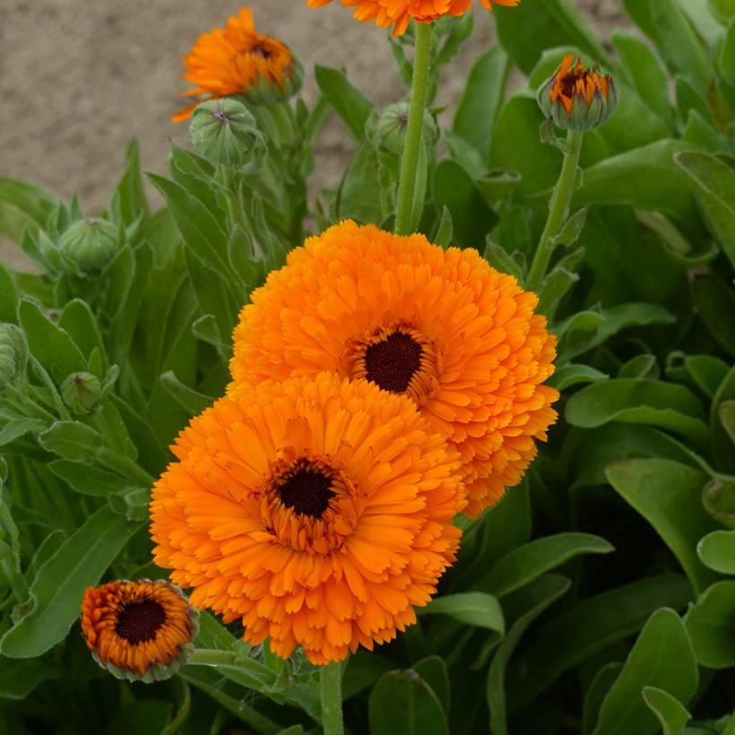 Promesse de Fleurs - Graines de Souci Corniche d'Or BIO - Calendula officinalis le sachet de 150 graines environ (1g)
