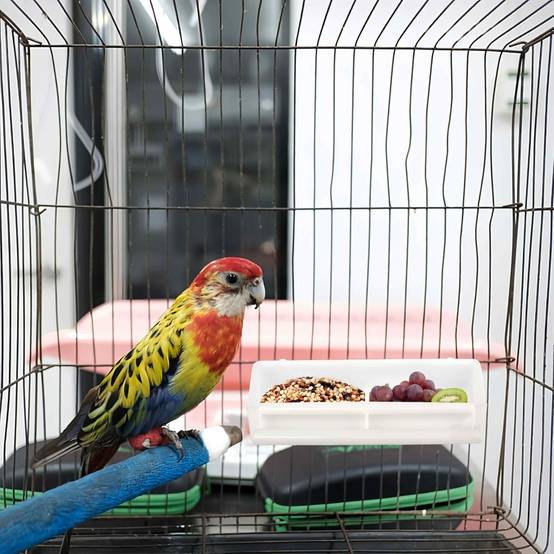 IntiMeg - Lot de 2 gamelles suspendues pour oiseaux IntiMeg - Image 5