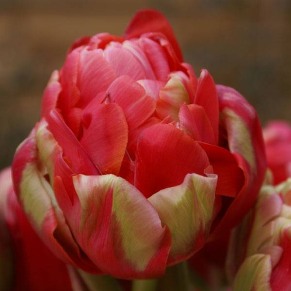 Promesse de Fleurs - Tulipe double tardive Renown Unique Bulbe calibre 12+ (par 6)