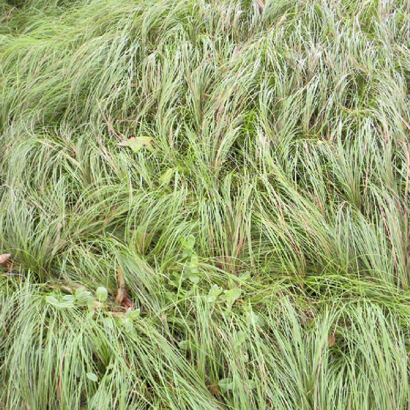 Carex pensylvanica - Carex ou Laîche de Pennsylvanie Godet de 8/9 cm
