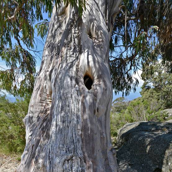 Eucalyptus pauciflora subsp. pauciflora Buffalo - Gommier des neiges Pot de 4L/5L, Pot anti-chignon - Image 1