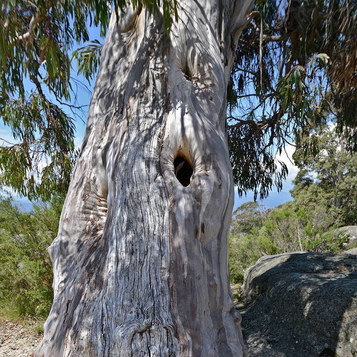 Eucalyptus pauciflora subsp. pauciflora Buffalo - Gommier des neiges Pot de 4L/5L, Pot anti-chignon - Image 1