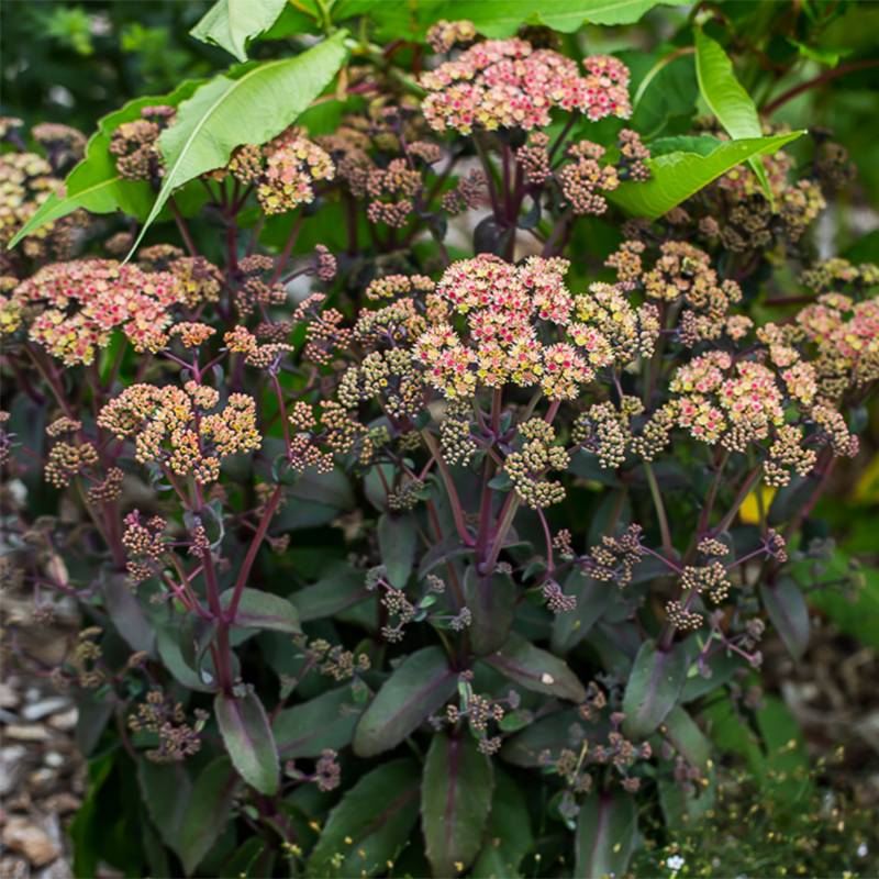 Sedum Orange Xenox - Orpin d'automne Godet de 8/9 cm