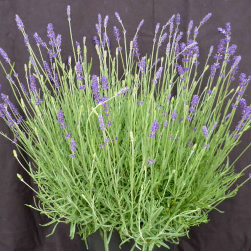 Lavande Twickel Purple à fleurs Bleue/ - feuillage Persistant - Pot de 3L - 20/40 cm - Imagen 1