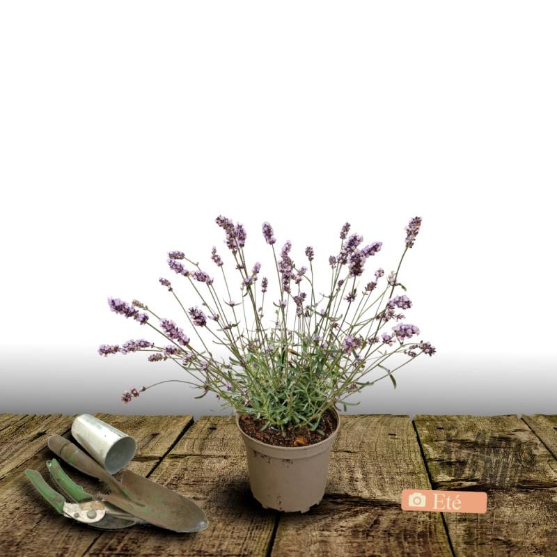 Lavande Twickel Purple à fleurs Bleue/ - feuillage Persistant - Pot de 3L - 20/40 cm - Imagen 3