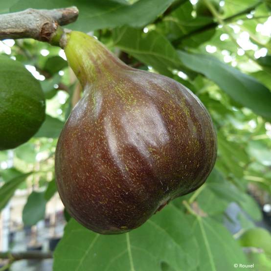 Figuier Bornholm's Diamant - Ficus carica Pot de 4L/5L, Touffe