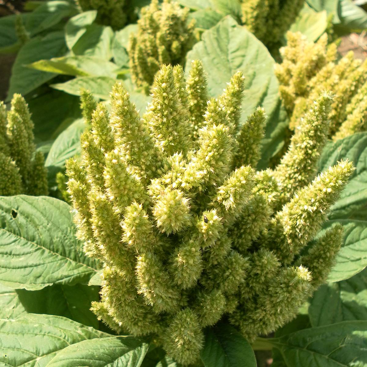 Promesse de Fleurs - Graines d'Amarante Green Thumb (Flèche verte) le sachet de 650 graines environ (0,5g)