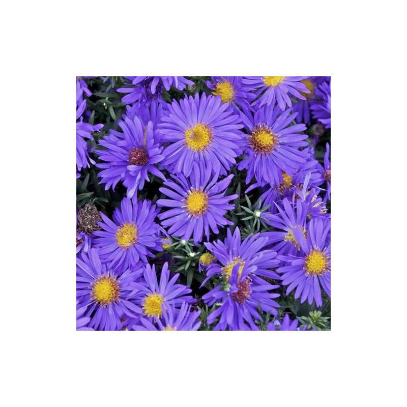 Aster d'automne Blue Alpis, Aster dumosus à fleurs Bleue/ - feuillage Caduc - Godet - 5/20 cm - Imagen 5