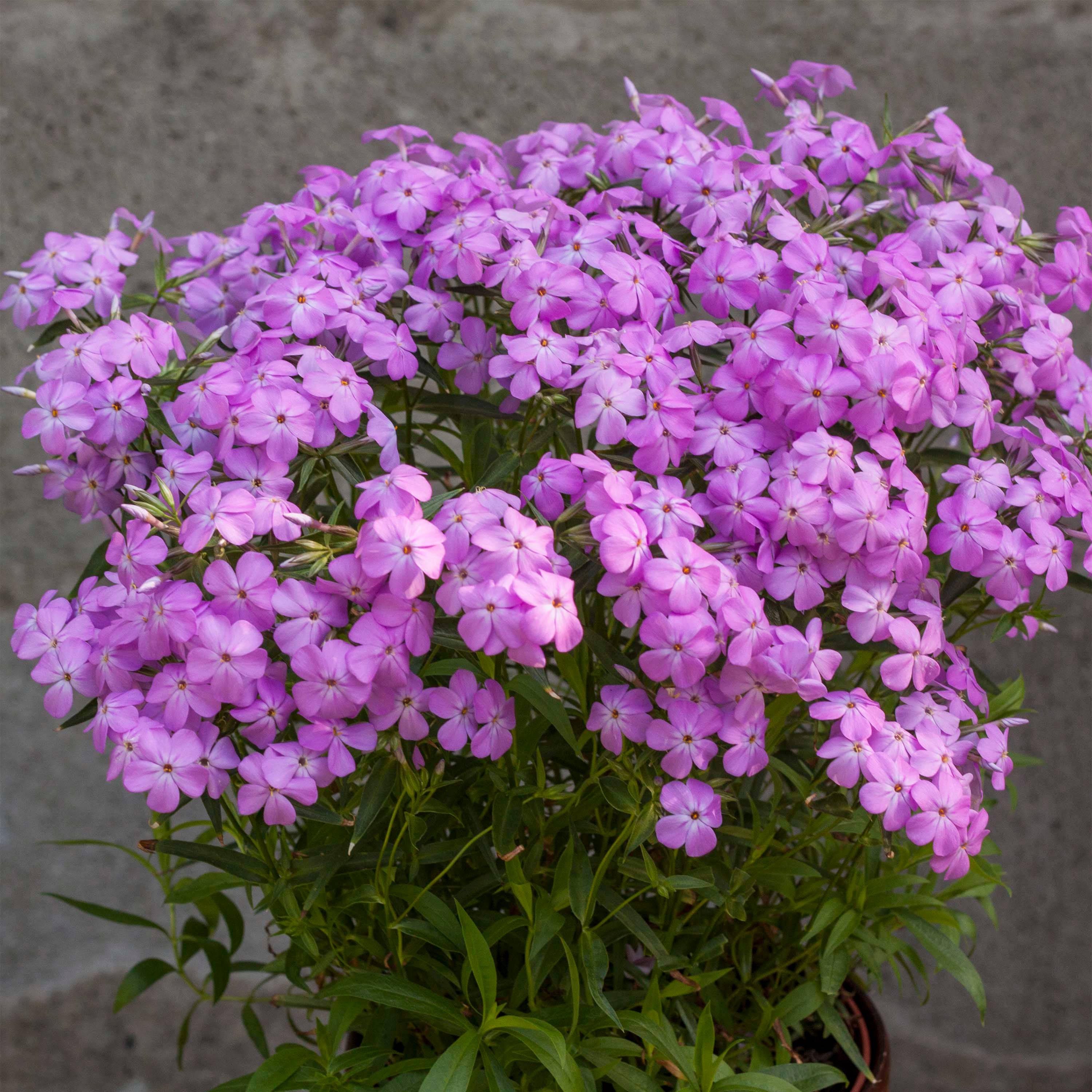 Phlox hybride Forever Pink - Phlox nain Godet de 8/9 cm