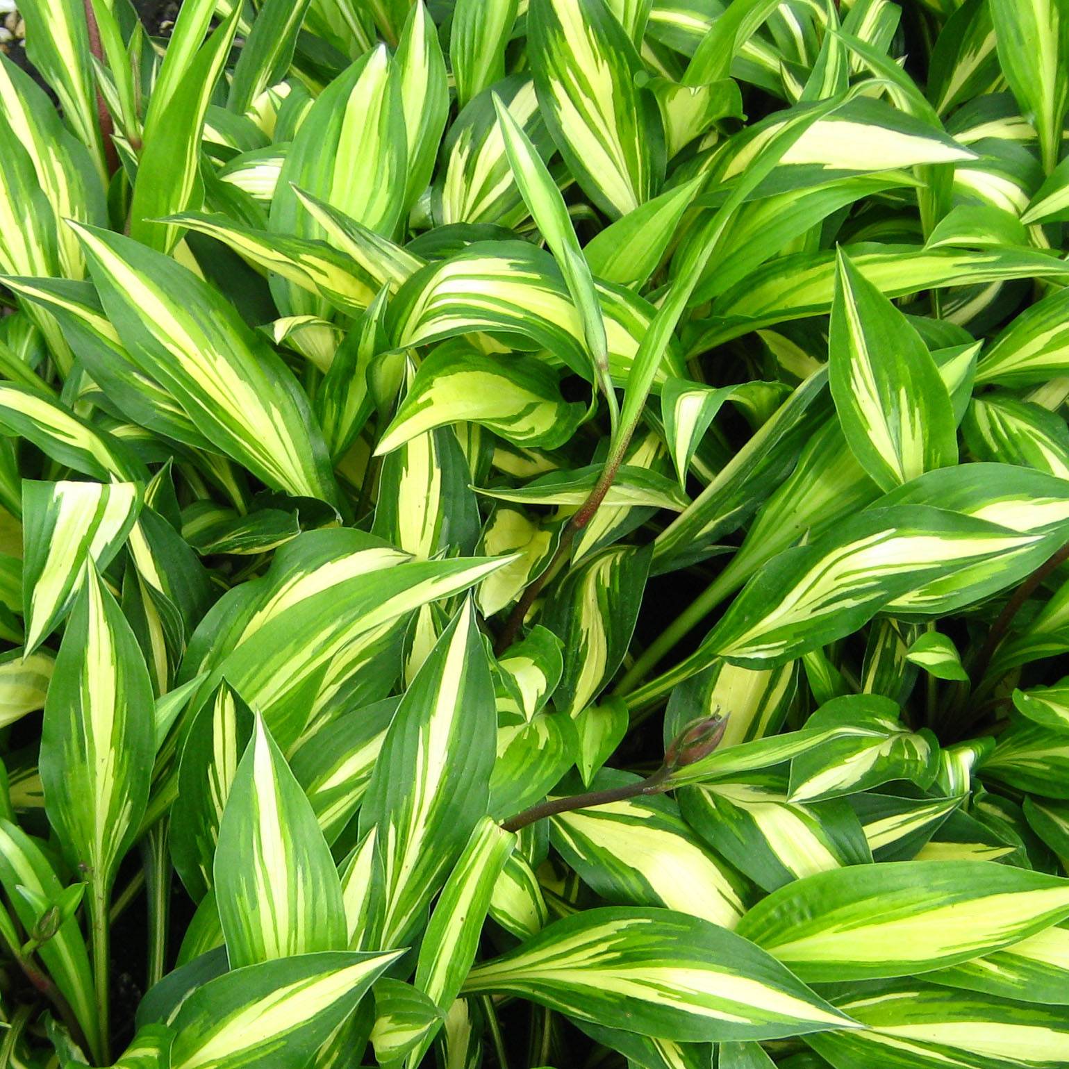 Hosta Cherry Berry Godet de 8/9 cm