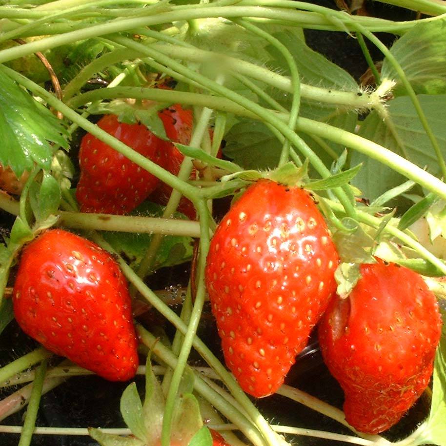 Fraisier Ciflorette (non remontant) Motte 4 cm x 4,5 cm (par 3)