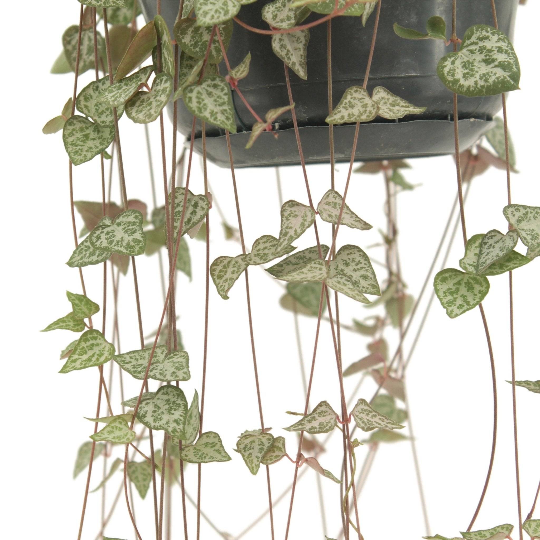 Ceropegia Woodii Ssp.woodii - D14 H50cm