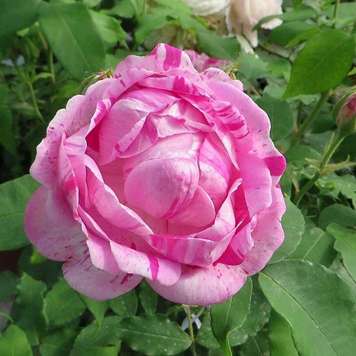 Promesse de Fleurs - Rosier ancien Gros Provins Panaché  Pot de 4L/5L