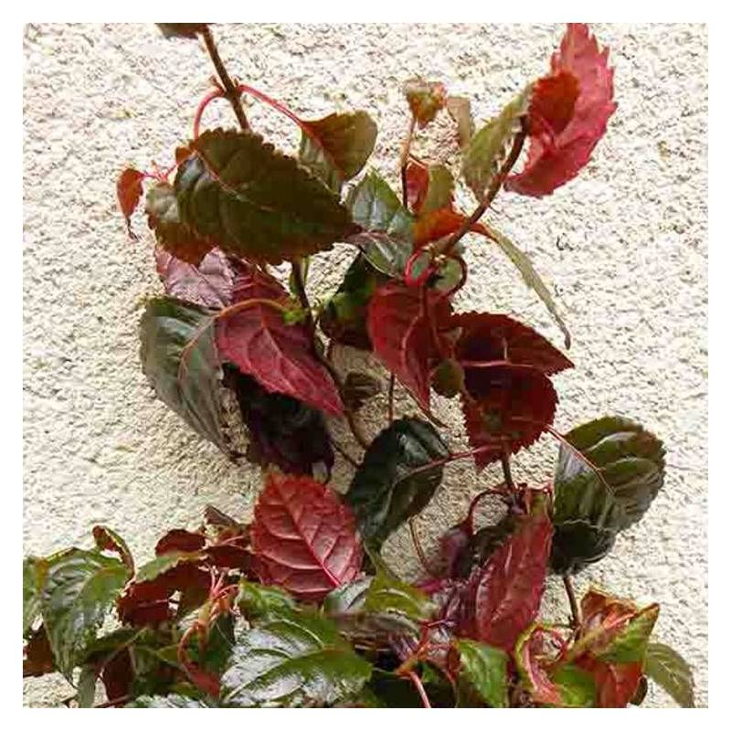 Hortensia grimpant Winter surprise à fleurs Blanche - feuillage Persistant - Godet - 5/20 cm- hauteur à maturité De 1,00 m à 1,50 m - Image 3