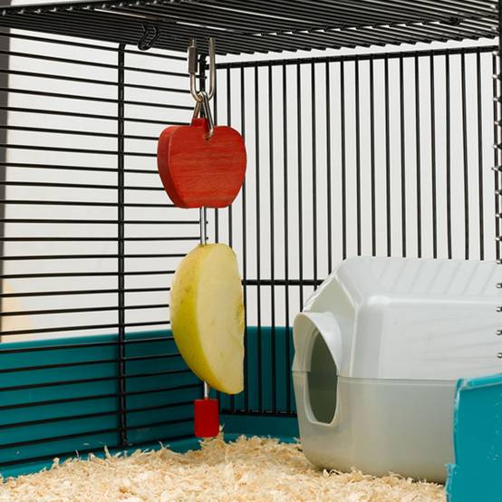 Ferplast - Accessoires pour cages à oiseaux Ferplast FPI 4328 Plusieurs couleurs porte-fruits - Image 4