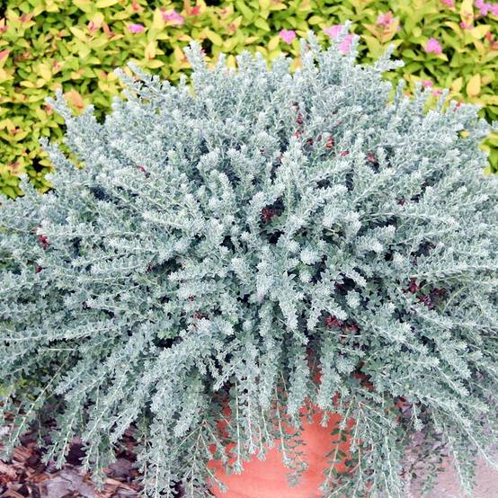 Promesse de Fleurs - Dorycnium hirsutum Little Boy Blue Godet de 8/9 cm