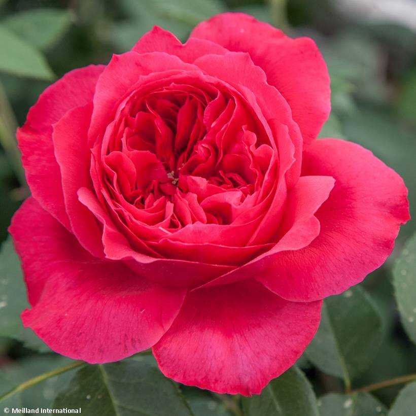 Rosier à grandes fleurs Ruban Rouge Pot de 4L/5L