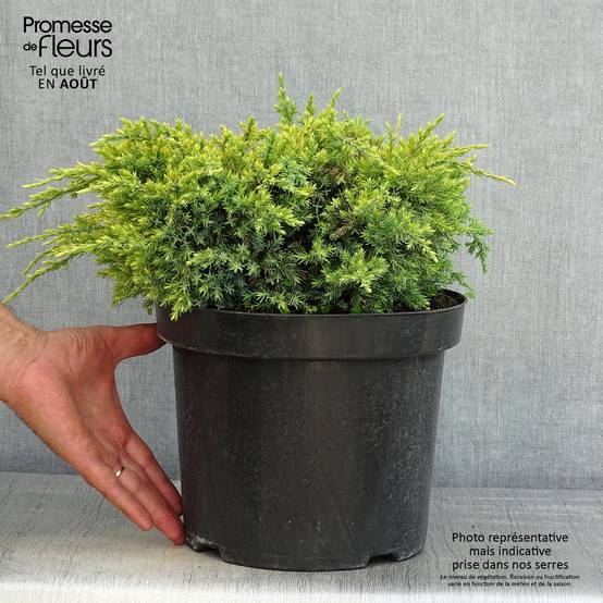 Genévrier écailleux - Juniperus squamata Dream Joy Pot de 7,5L/10L - Image 2