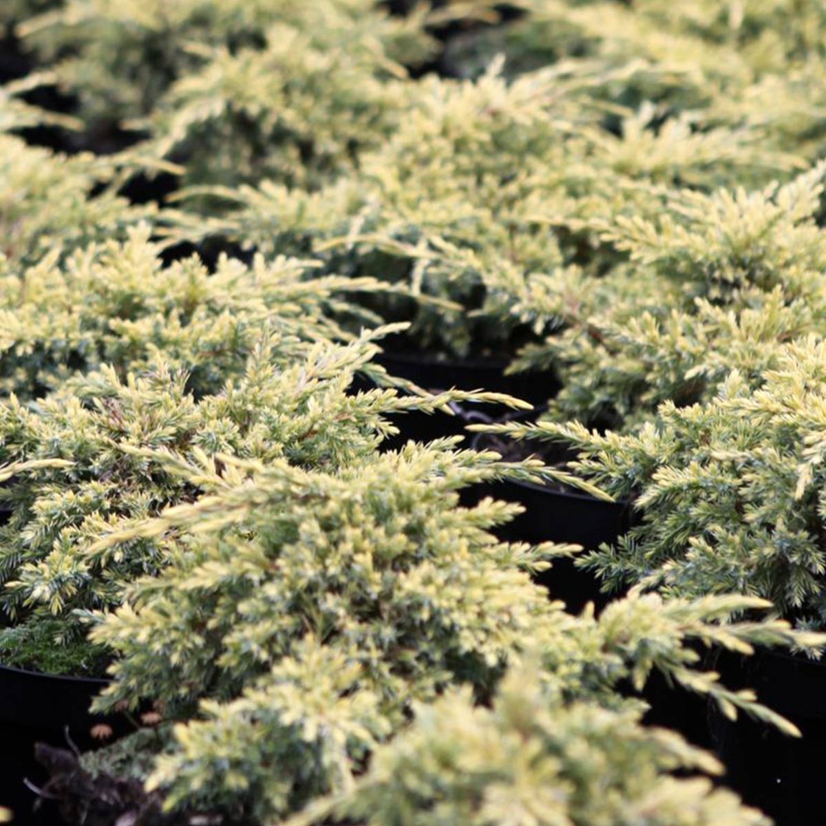 Genévrier écailleux - Juniperus squamata Dream Joy Pot de 7,5L/10L - Image 1