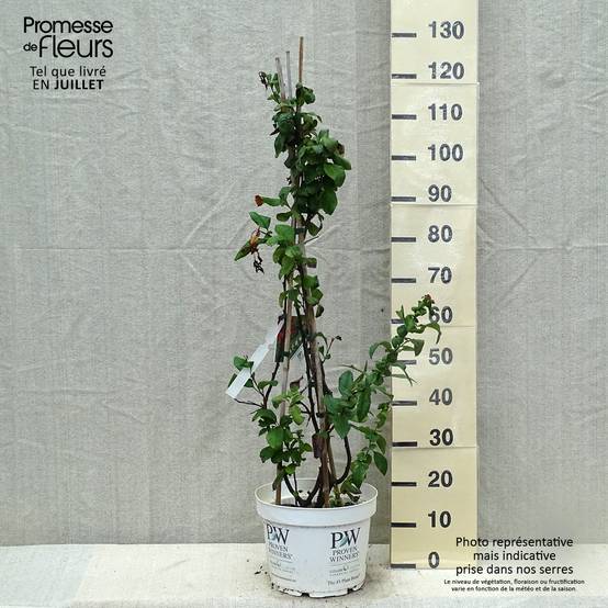 Cognassier du Japon - Chaenomeles speciosa Mango Storm Pot de 7,5L/10L - Image 2
