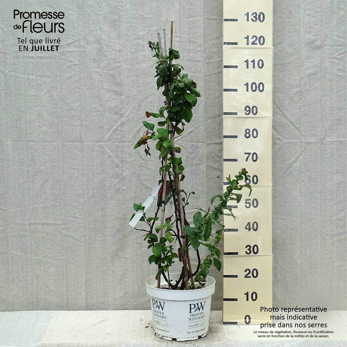 Cognassier du Japon - Chaenomeles speciosa Mango Storm Pot de 7,5L/10L - Image 2