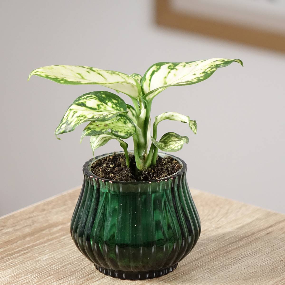 Aglaonema Snowflake Mini-plante