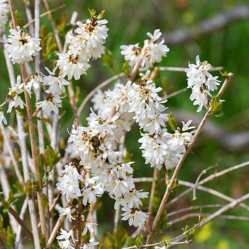 Promesse de Fleurs - Forsythia blanc de Corée, Abeliophyllum distichum Pot de 2L/3L