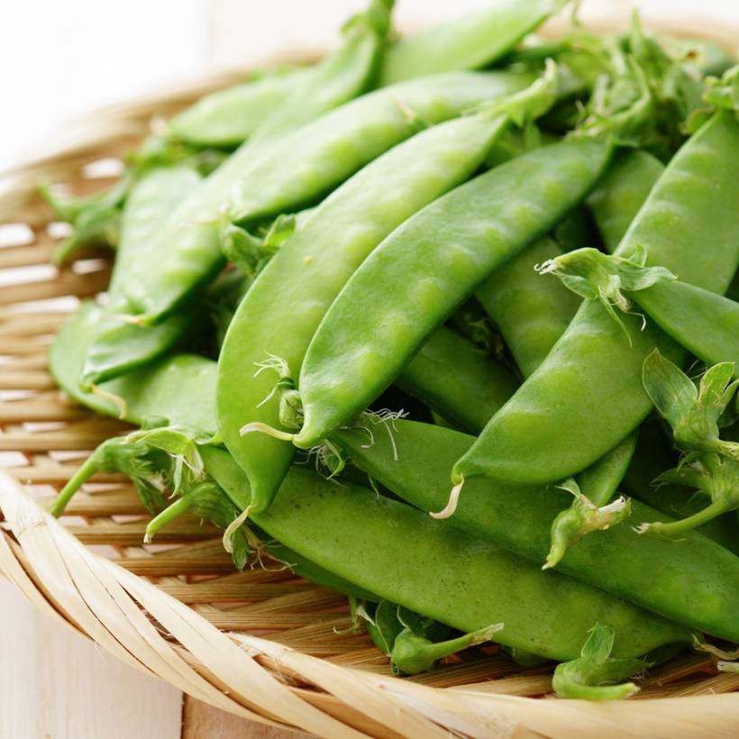 Promesse de Fleurs - Pois demi-ramant Normand mangetout - Pisum sativum le sachet de 250-350 graines environ (100g)