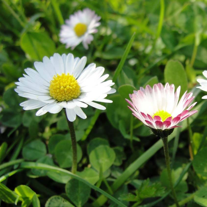 Graines de Pâquerette sauvage - Bellis perennis le sachet de 1000 graines environ (0,2g)