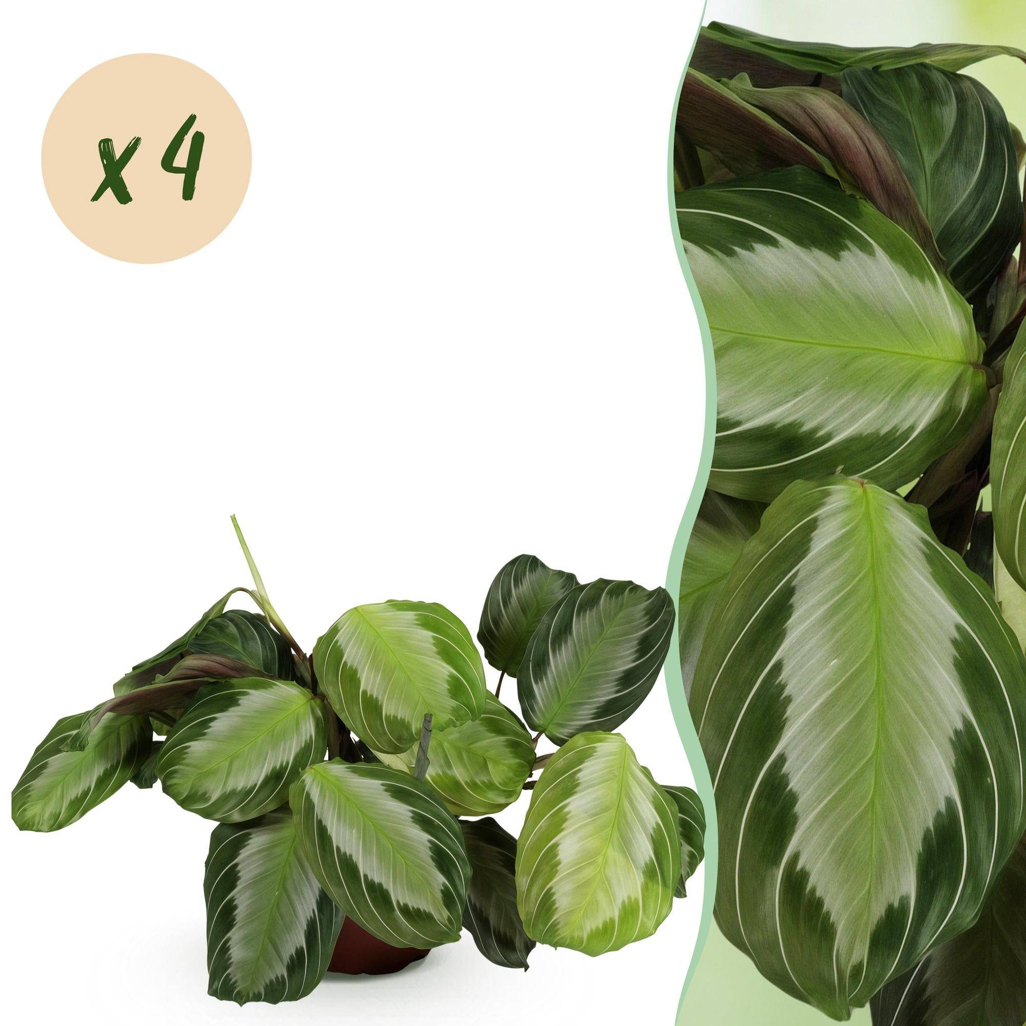 Maranta Fascinator Silverband - H35cm - Image 1