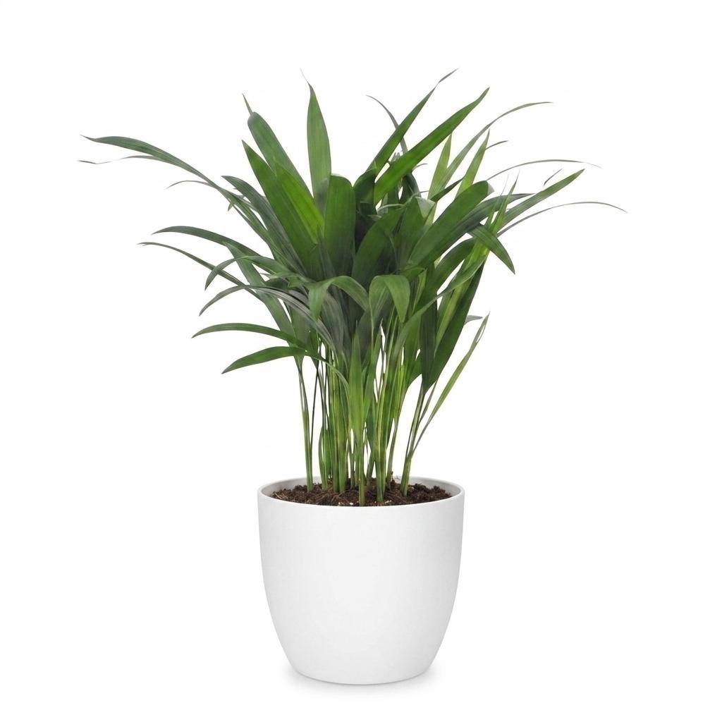 La Green Touch - Areca Lutescens - Palmier Areca - Avec cache-pot blanc - Pot Ø12 cm, H 45 cm - Image 2