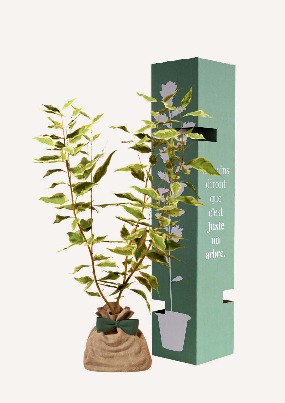 Juste Un Arbre - Cornouiller Blanc | Offrez un arbre pour célébrer les grands moments de vie (naissance, mariage, anniversaire). Un cadeau durable et personnalisé. - Imagen 2