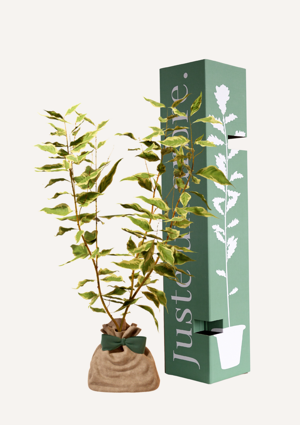 Juste Un Arbre - Cornouiller Blanc | Offrez un arbre pour célébrer les grands moments de vie (naissance, mariage, anniversaire). Un cadeau durable et personnalisé. - Imagen 1