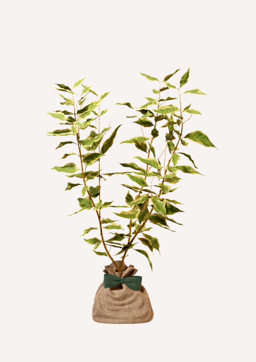 Juste Un Arbre - Cornouiller Blanc | Offrez un arbre pour célébrer les grands moments de vie (naissance, mariage, anniversaire). Un cadeau durable et personnalisé. - Imagen 3