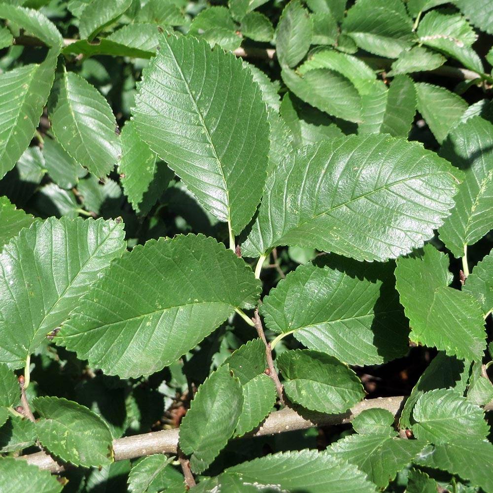 Promesse de Fleurs - Ulmus minor - Orme champêtre Pot de 7,5L/10L