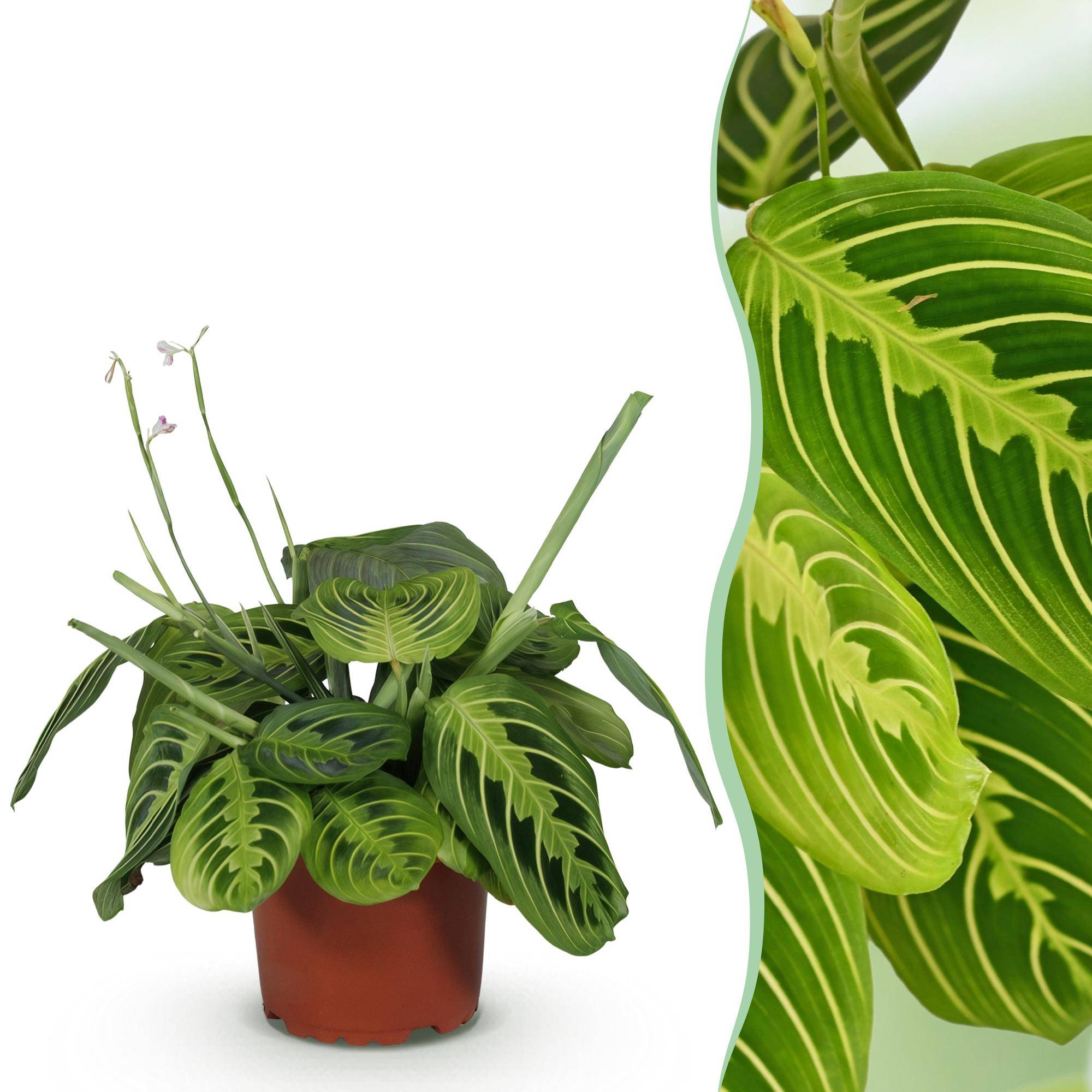 Maranta Fascinator Lemon Lime - Image 2