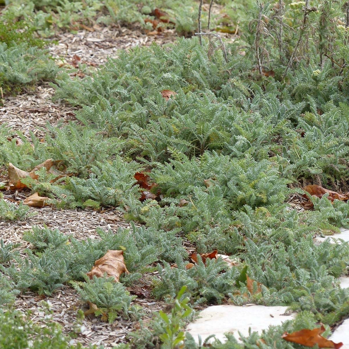Achillée - Achillea crithmifolia Pot de 2L/3L