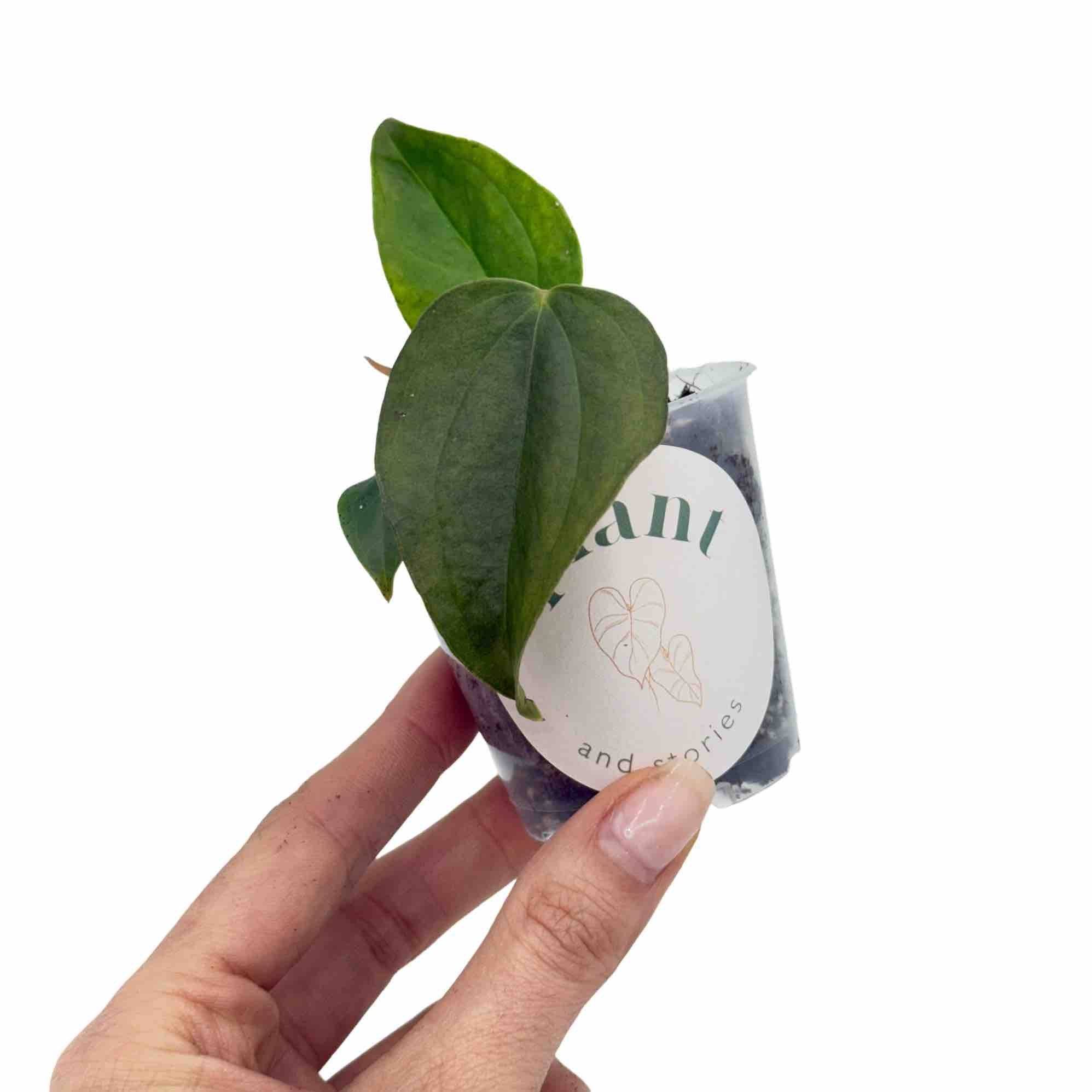 Anthurium Queen Of Hearts - Pot de 6cm - Plantes d'intérieur
