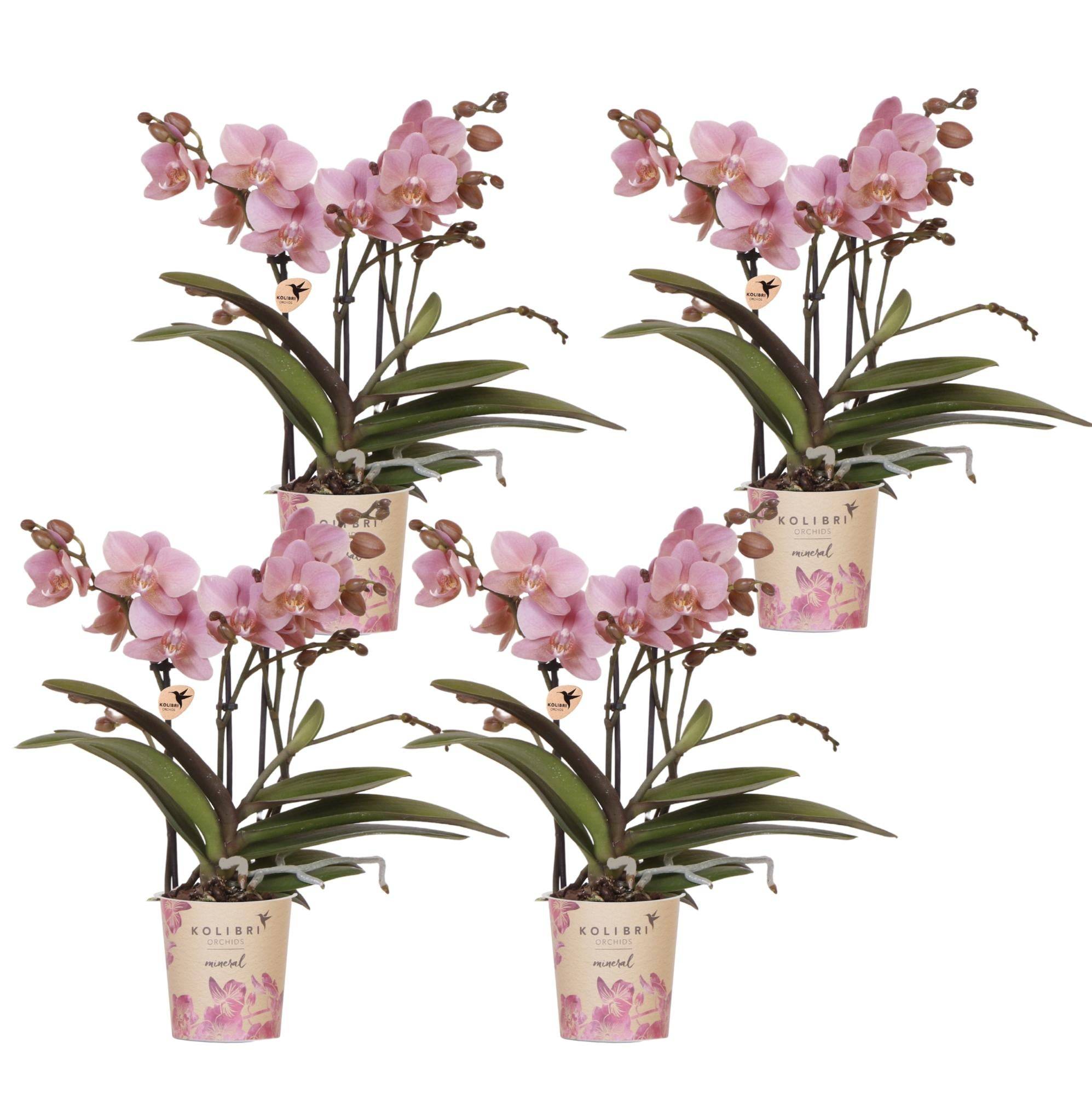 Lot de 4 orchidées Phalaenopsis 'Trévise' rose antique - Pot de 9cm - Plantes d'intérieur - Image 1