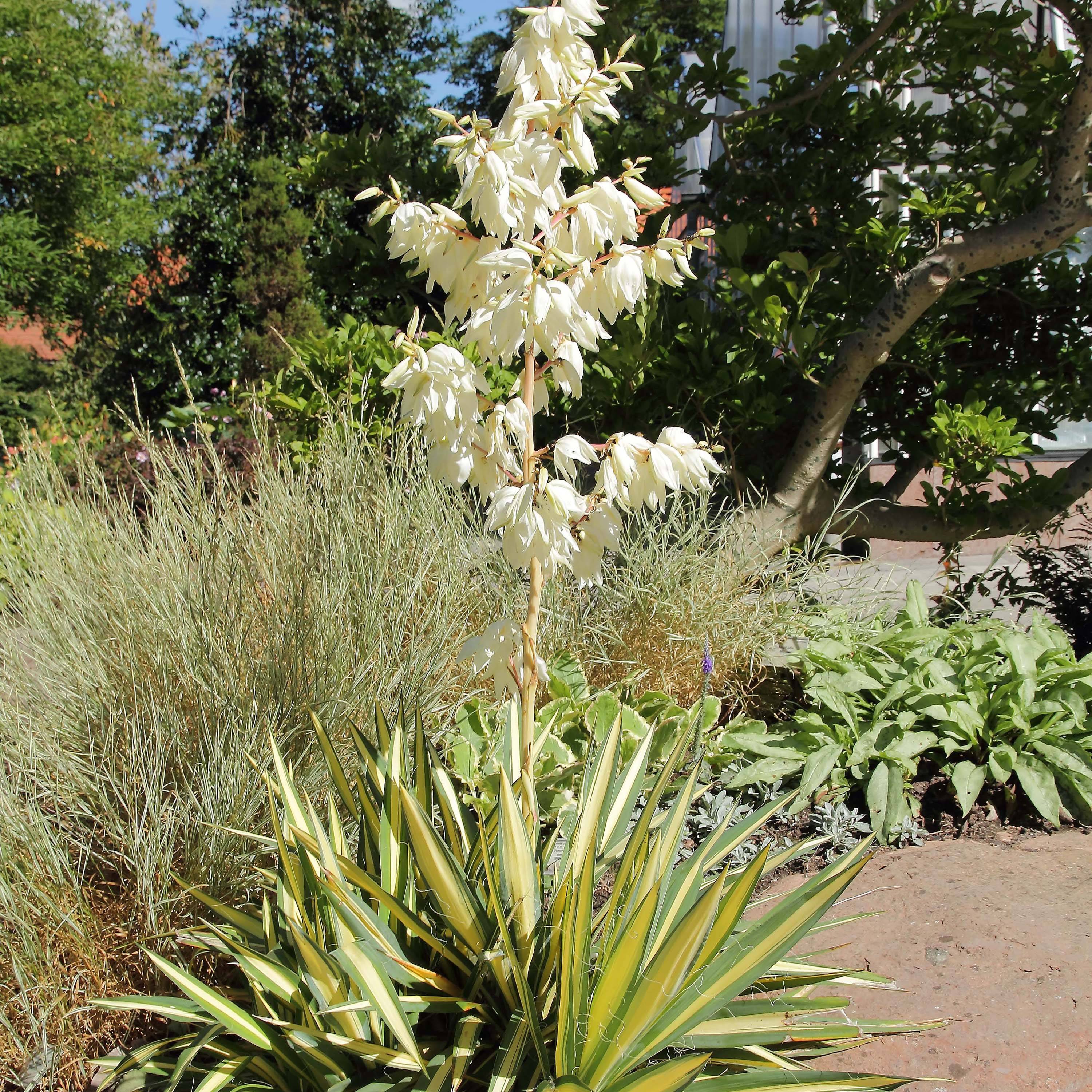Yucca filamentosa Colour Guard - Yucca filamenteux panaché Pot de 2L/3L - Image 1