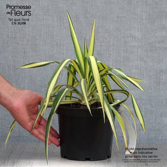 Yucca filamentosa Colour Guard - Yucca filamenteux panaché Pot de 2L/3L - Image 2