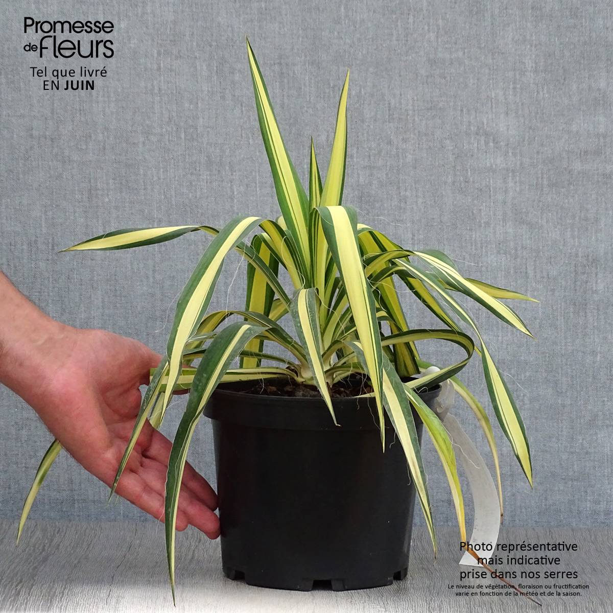 Yucca filamentosa Colour Guard - Yucca filamenteux panaché Pot de 2L/3L - Image 2