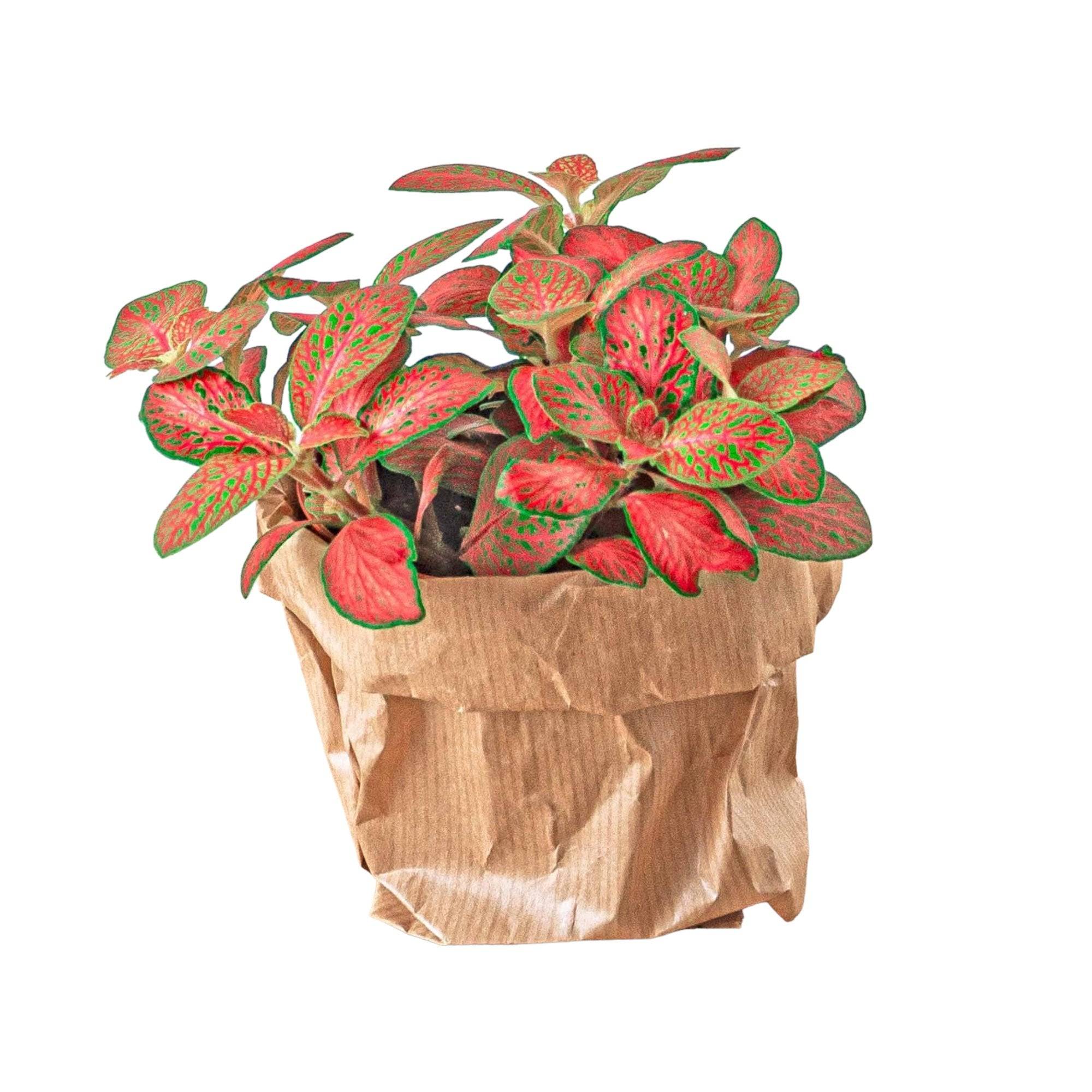La Green Touch - Fittonia rouge - Image 1