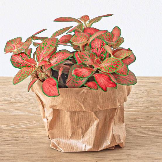 La Green Touch - Fittonia rouge - Image 2